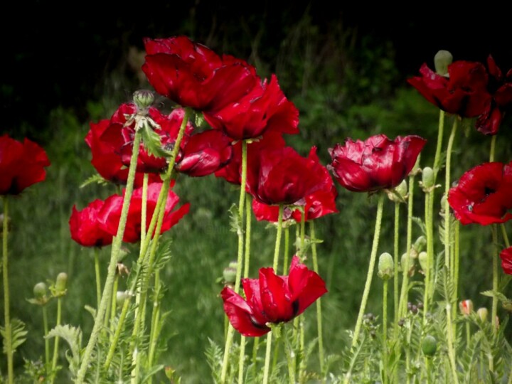 "Field of Poppies" başlıklı Fotoğraf Eric Vadé tarafından, Orijinal sanat, Dijital Fotoğrafçılık