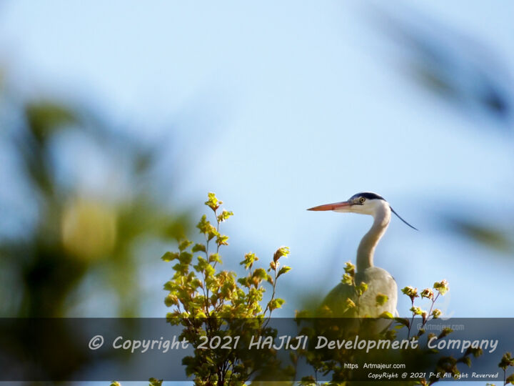 One heron selective focus above roof vegetation 摄影