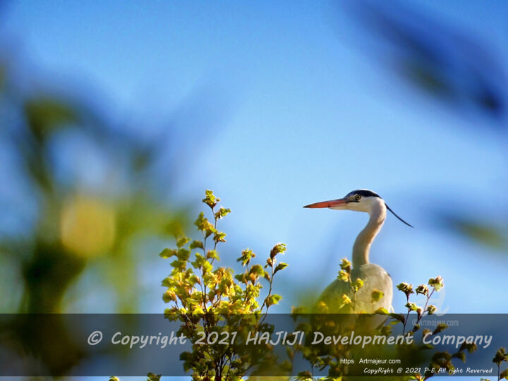 HDR HERON HEAD SELECTIVE FOCUS ABOVE ROOF VEGETATION 摄影