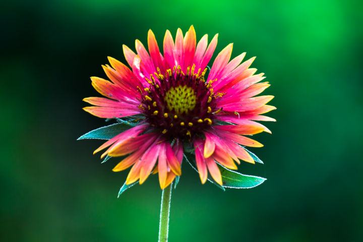 Photography titled "Gaillardia Flower" by Robbie Ross, Original Artwork, Digital Photography