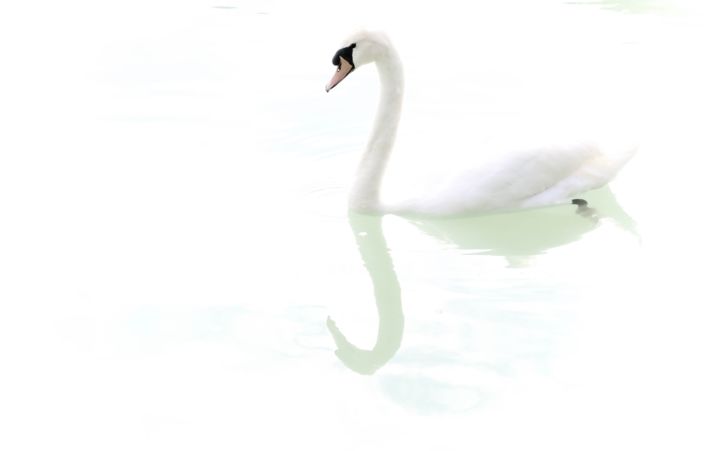 Photographie intitulée "Reflet d'un cygne e…" par Christelle Prieur, Œuvre d'art originale, Photographie numérique