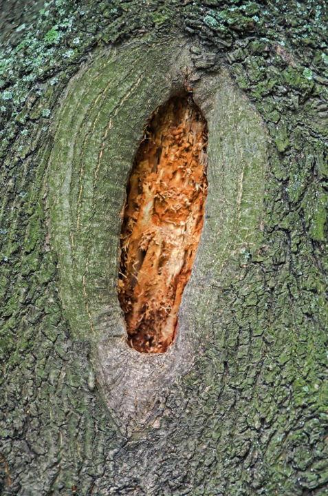 Hollow in tree trunk Photography