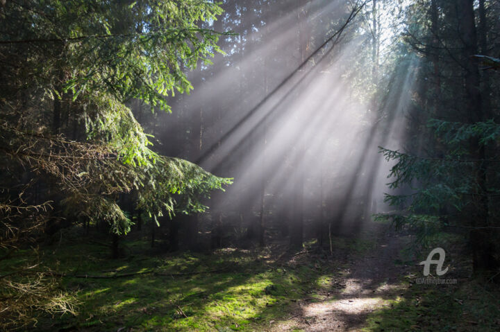Фотография под названием "Rays of light in th…" - Adriana Mueller, Подлинное произведение искусства, Цифровая фотография