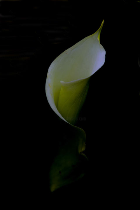 Photography titled "naissance d'un arum" by Celyne Deporter, Original Artwork, Digital Photography