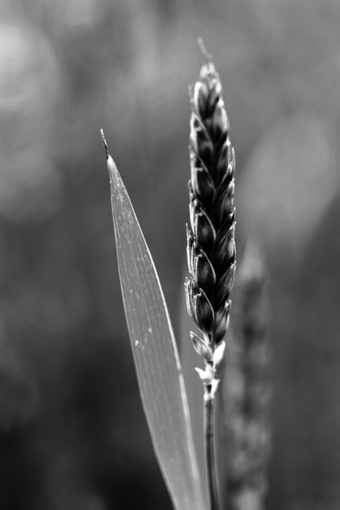 Photography titled "épi de blé" by Celyne Deporter, Original Artwork, Digital Photography