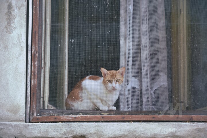 Cat behind bars 摄影