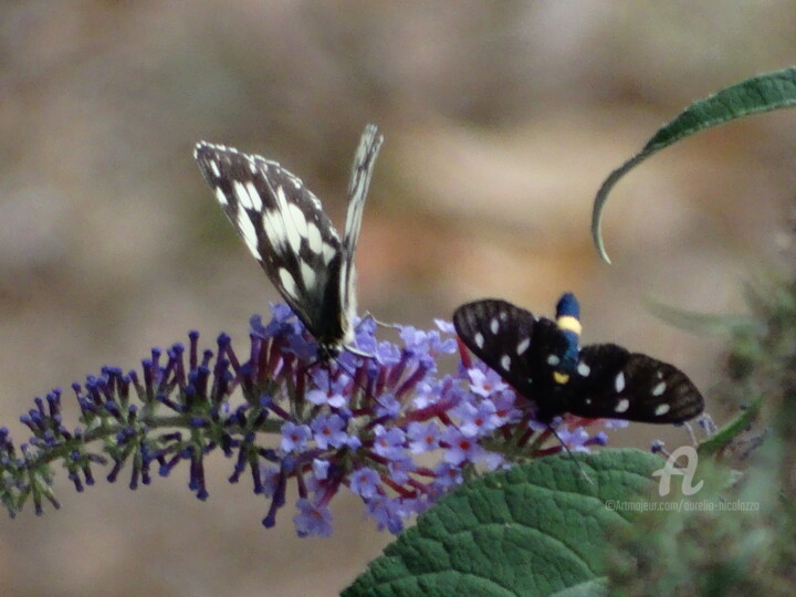 Two Butterflies 摄影