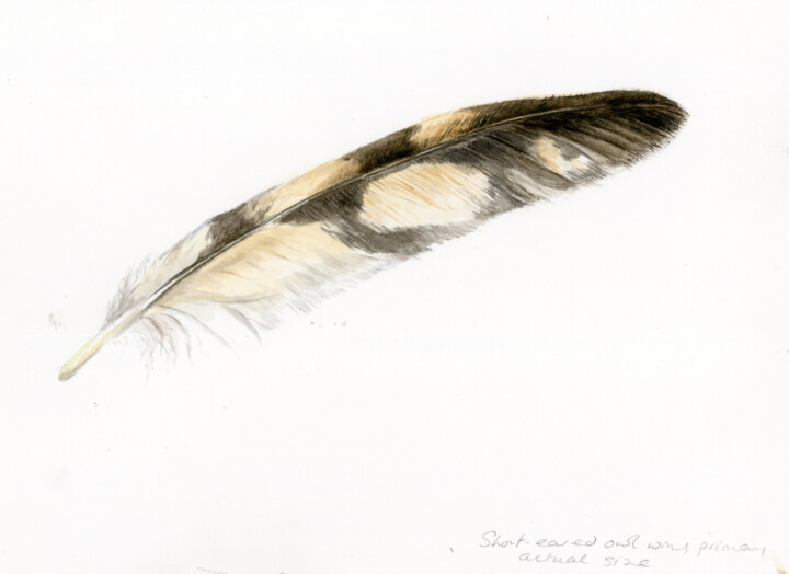 Short-eared owl primary wing feather study 绘画, 9.1x11.8 in