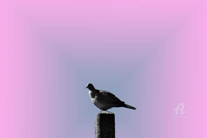 Photography titled "Brilliant High Leve…" by Cédric Hajiji, Original Artwork, Manipulated Photography