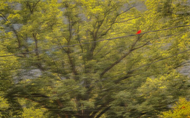 Red bird Photography