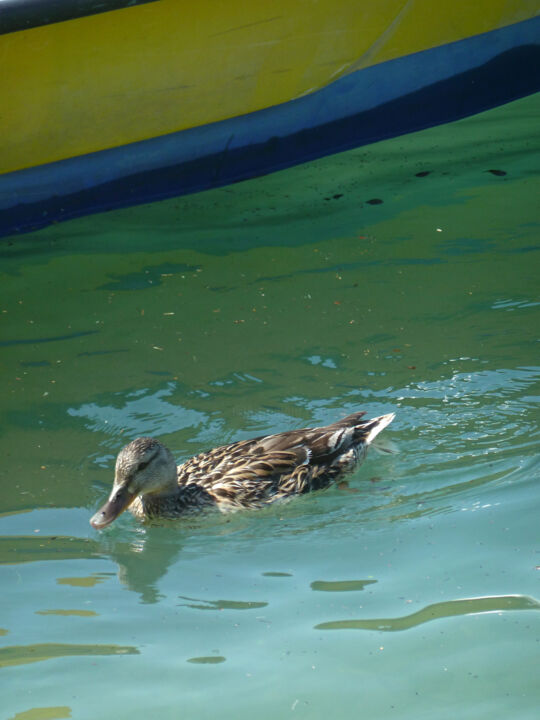 Une cane et un bateau 摄影