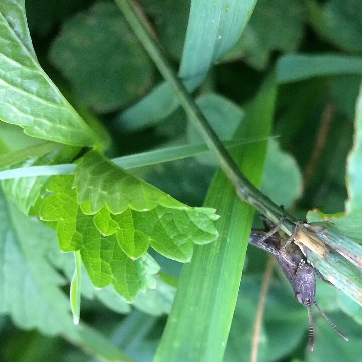 Acrobate 摄影