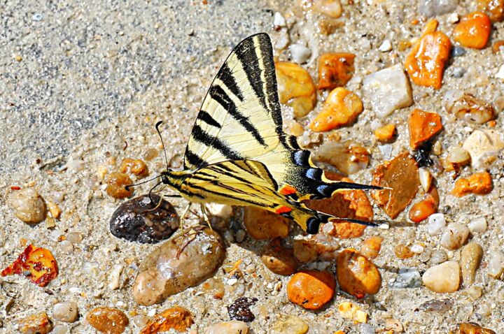 Photography titled "Silence, papillon!" by Tc.Photographie, Original Artwork, Digital Photography
