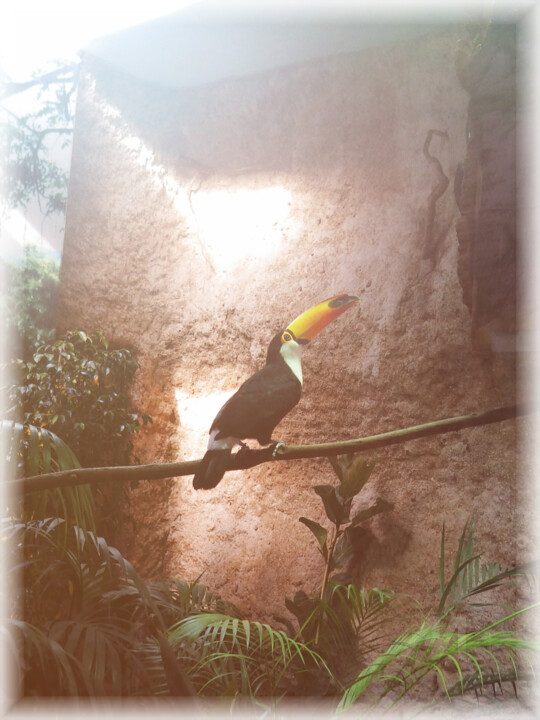 Tropical toucan toco pleasure ligth environement 摄影