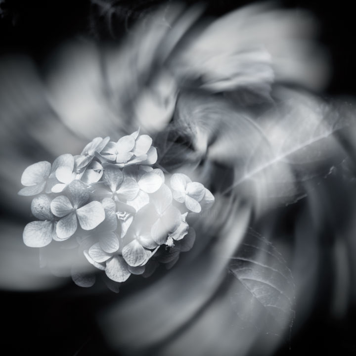 Fotografía titulada "Kalos IV" por Karim Carella, Obra de arte original, Fotografía digital