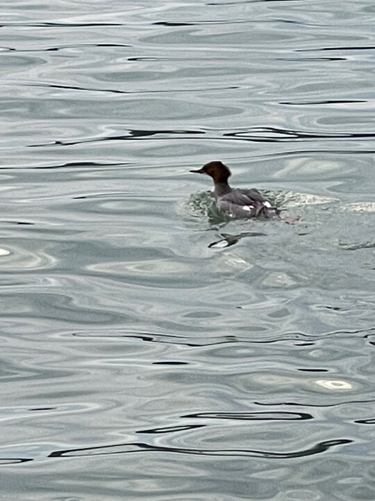 Sur le lac 摄影