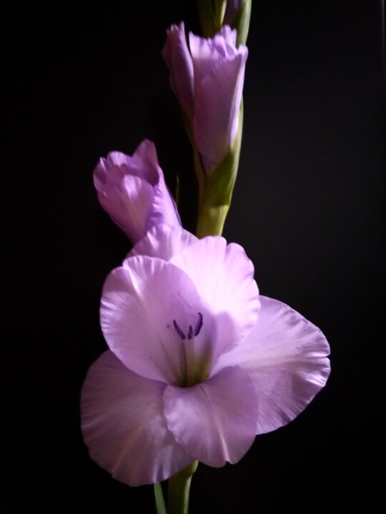 soft purple gladiolus 摄影