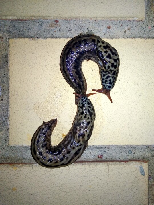 slugs 摄影