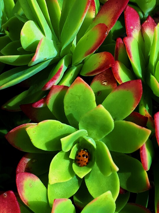 Photography titled "LADYBUG" by Virginie B, Original Artwork, Digital Photography