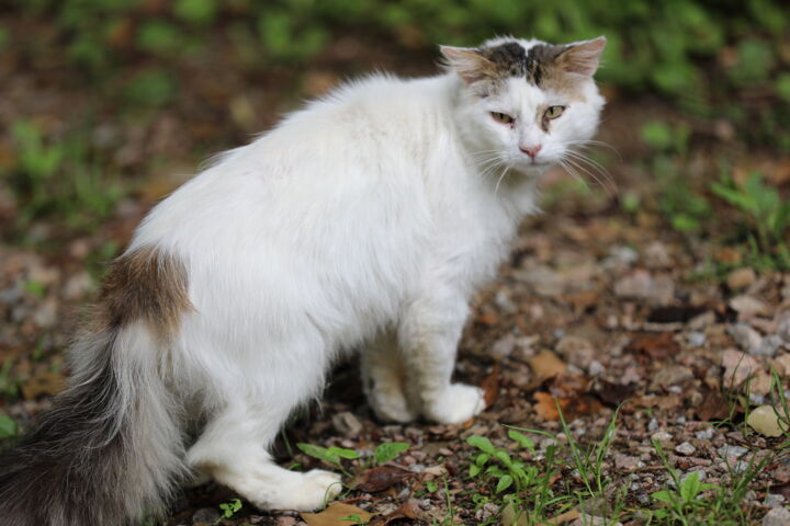 Photography titled "Chat abandonné" by Tc.Photographie, Original Artwork, Digital Photography