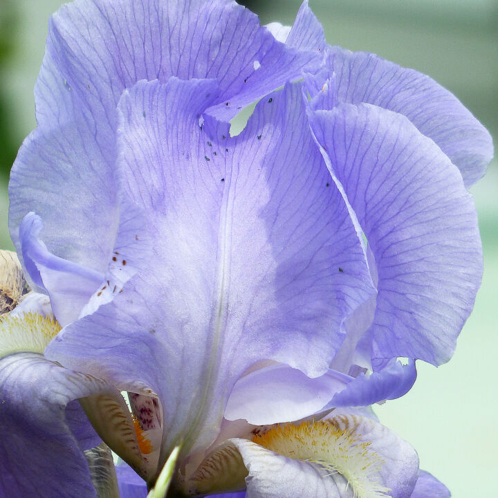 Sève mauve 摄影