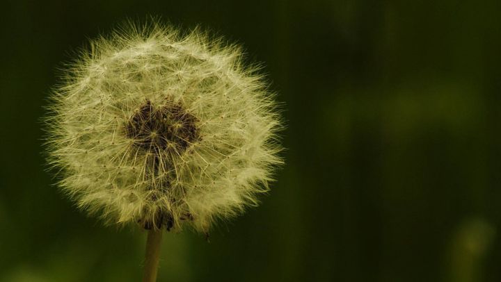Photography titled "Blowing in the wind." by Dave English, Original Artwork, Digital Photography
