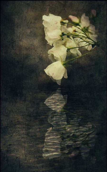 Photography titled "Only a Rose." by Dave English, Original Artwork, Digital Photography