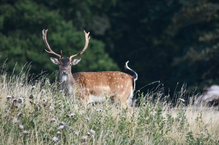 Fotografia intitulada "Deer in the clearing" por Cz8, Obras de arte originais, Fotografia Não Manipulada