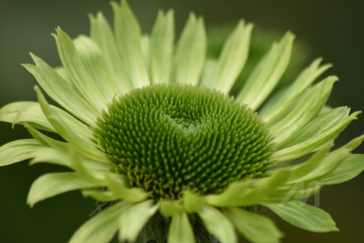 Fotografia intitulada "Green petals" por Cz8, Obras de arte originais, Fotografia Não Manipulada
