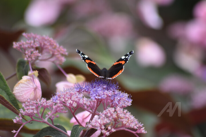 Fotografia intitulada "Red admiral" por Cz8, Obras de arte originais, Fotografia Não Manipulada