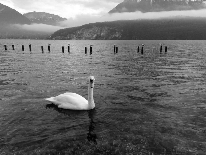 Le cygne et les mouettes 摄影