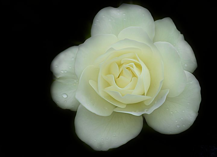 Photography titled "Ghostly Rose." by Dave English, Original Artwork, Manipulated Photography
