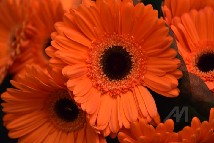 Fotografia intitulada "Tangerine Gerbera" por Cz8, Obras de arte originais, Fotografia Não Manipulada