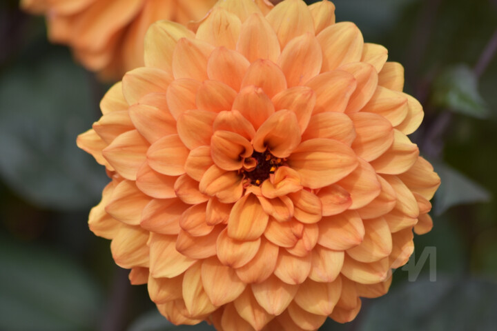 Fotografia intitulada "Vibrant Dahlia" por Cz8, Obras de arte originais, Fotografia Não Manipulada