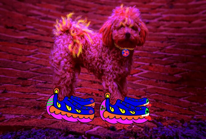 Sneakerhead poodle / absurd collab 数字艺术
