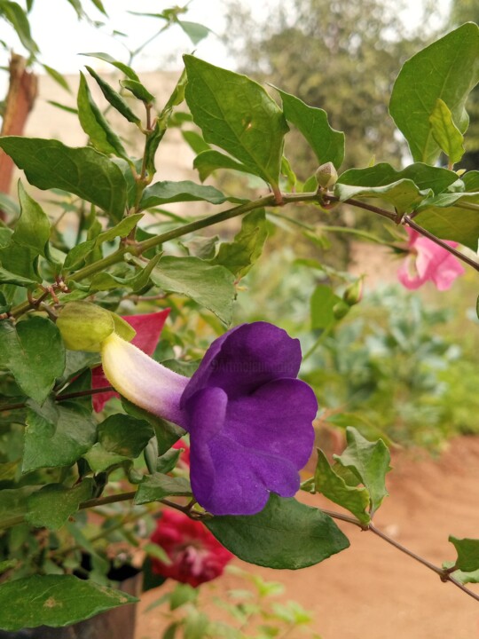 Beautiful flower 摄影