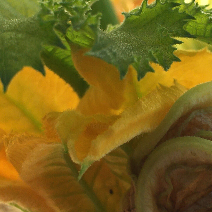Fleur de courgette 摄影