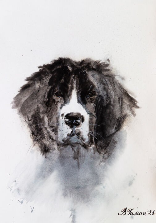 Dog of the Landseer breed. Watercolor drawing. Portrait. 绘画, 11.8x7.9 in