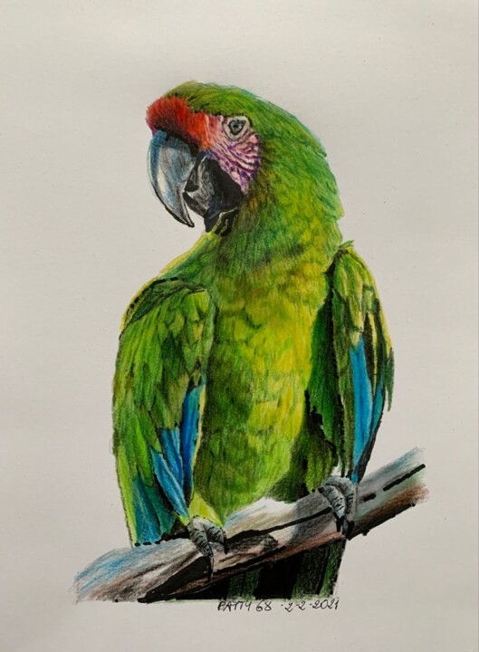Pappagallo 绘画, 11.8x9.1 in