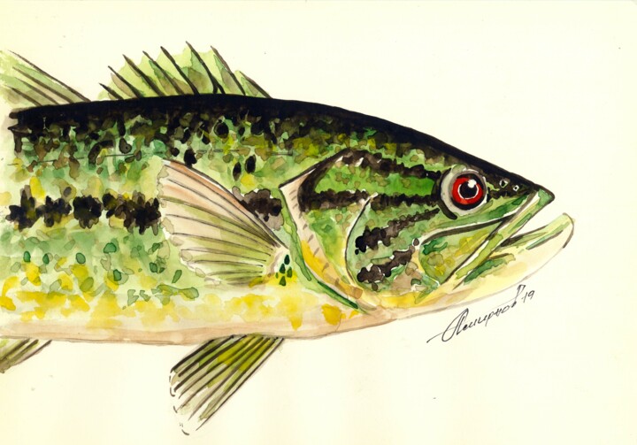 Micropterus salmoides 印花与版画, 15.8x23.6 in