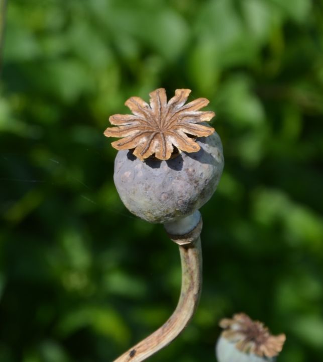 Fotografía titulada "Seedpod Poppy" por Hubertine Langemeijer, Obra de arte original, Fotografía no manipulada