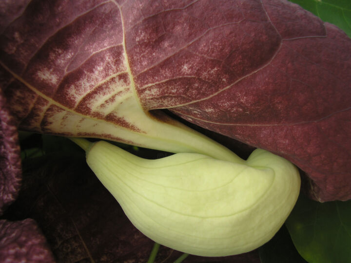 Fotografia intitolato "Aristolochia macrop…" da Silvia Abbiezzi, Opera d'arte originale, Fotografia digitale