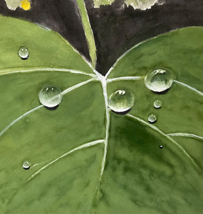 露珠 绘画, 11.8x11.8 in