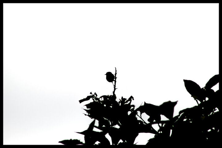 Photography titled "Caché dans la lumiè…" by Corentin Thauvin, Original Artwork, Digital Photography