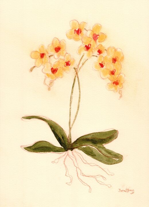 Painting titled "Orchid from Susann'…" by Janel Bragg, Original Artwork, Watercolor