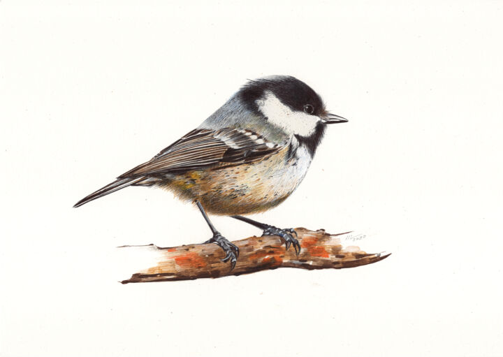 Coal Tit (Ballpoint Pen Drawing) 图画, 8.3x11.7 in