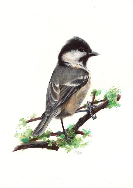 Coal Tit - Little Bird Portrait (Realistic Ballpoint Pen Dra 图画, 13x9.1 in