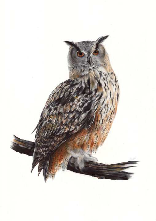 Eurasian Eagle-owl (Ballpoint Pen Drawing) 图画, 19.6x13.7 in