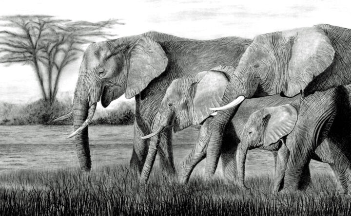 Elephants on the March 图画, 13.8x22.4 in