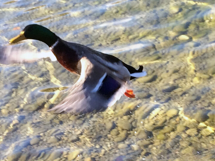 L'envol du colvert 摄影